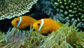 Blackfinned anemonefish, Maldives Royalty Free Stock Photo