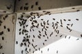 Blackflies swarming inside a building corner on a window screen