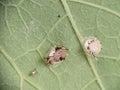 Blackfly aphids dead due to praon braconid parasitic wasps.