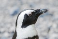 Blackfoot penguin Royalty Free Stock Photo