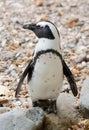 Blackfoot penguin Royalty Free Stock Photo