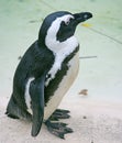 Blackfooted Penguin 2 Royalty Free Stock Photo