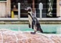 Blackfooted Penguin Royalty Free Stock Photo