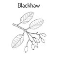 Blackhaw Viburnum prunifolium , or sweet haw, medicinal plant Royalty Free Stock Photo