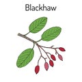 Blackhaw Viburnum prunifolium , or sweet haw, medicinal plant Royalty Free Stock Photo