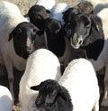 Blackhead persian sheep