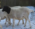 Blackhead persian sheep