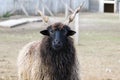 Blackhead Racka Sheep with unusual spiral-shaped horns Royalty Free Stock Photo