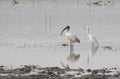 Blackheaded Ibis and Egret