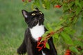 Blackie the Cat Royalty Free Stock Photo