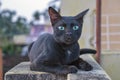 Blackie the cat Royalty Free Stock Photo