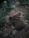 A blackish brown colour Rabbit eating cauliflower leaves in the farm in the evening time. Royalty Free Stock Photo