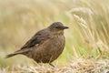 Blackish Cinclodes hiding in the field of grass