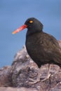 Blackish Ostreycatcher (Haematopus ater) Royalty Free Stock Photo