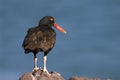 Blackish Ostreycatcher (Haematopus ater)