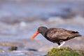 Blackish Oystercatcher Royalty Free Stock Photo