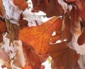 Blackjack Oak Leaves detail in fall