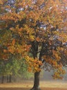 Blackjack Oak tree in fall, vertical photograph