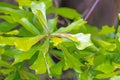 Blackjack Oak tree leaves