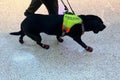 Black Labrador guided dog on a leash walk beside a blind person