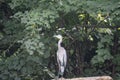 Blacklick waterbird Ohio