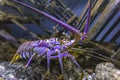 Blacklight glowing purple Lobster in a fishtank