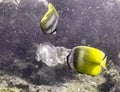 Blacklip Butterflyfish (Chaetodon Kleinii) in the filipino sea February 7, 2010 Royalty Free Stock Photo