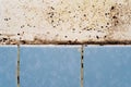 Mold in the bathroom Royalty Free Stock Photo