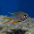 Black and gold chromis Royalty Free Stock Photo