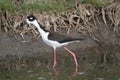 Blacknecked Stilt Royalty Free Stock Photo