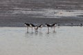 Blacknecked Stilt - Bailey Tract (Sanibel Island) Florida USA Royalty Free Stock Photo