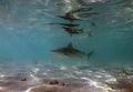 A Blacknose Shark (Carcharhinus acronotus) in Bimini, Bahamas Royalty Free Stock Photo