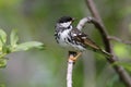 Blackpoll Warbler Royalty Free Stock Photo