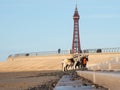 Blackpool Donkeys nd historic Tower