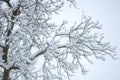 Blacks branches white snow Royalty Free Stock Photo