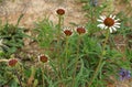 The Blacksamson Echinacea plants blooming.