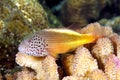 Blackside Hawkfish, Paracirrhites forsteri