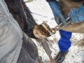 Blacksmith with asistant are removing worn out horseshoes