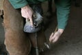 Blacksmith with Horse, Hitting Nail into newly fitted Horses Shoe