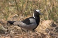 Blacksmith Lapwing