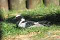 Blacksmith lapwing