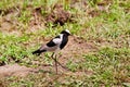 Blacksmith lapwing bird