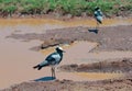 The blacksmith lapwing or blacksmith plover Vanellus armatus at Pilanesberg National Park, South Africa Royalty Free Stock Photo