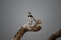 Blacksmith Lapwing on Branch on Okavango River