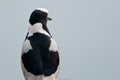 Blacksmith Lapwing closeup