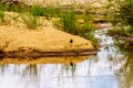 Blacksmith lapwing at the edge of the Sabie River near Skukuza in Kruger National Park