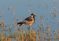 Blacksmith Lapwing on a Grassy Shore