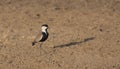 A blacksmith lapwing on the ground with afternoon sun casting long shadow in Meru National Park, Kenya