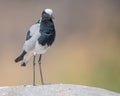 Blacksmith Lapwing Royalty Free Stock Photo