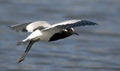 Blacksmith Lapwing side view over water